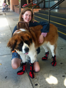 Service Dog Service Dog