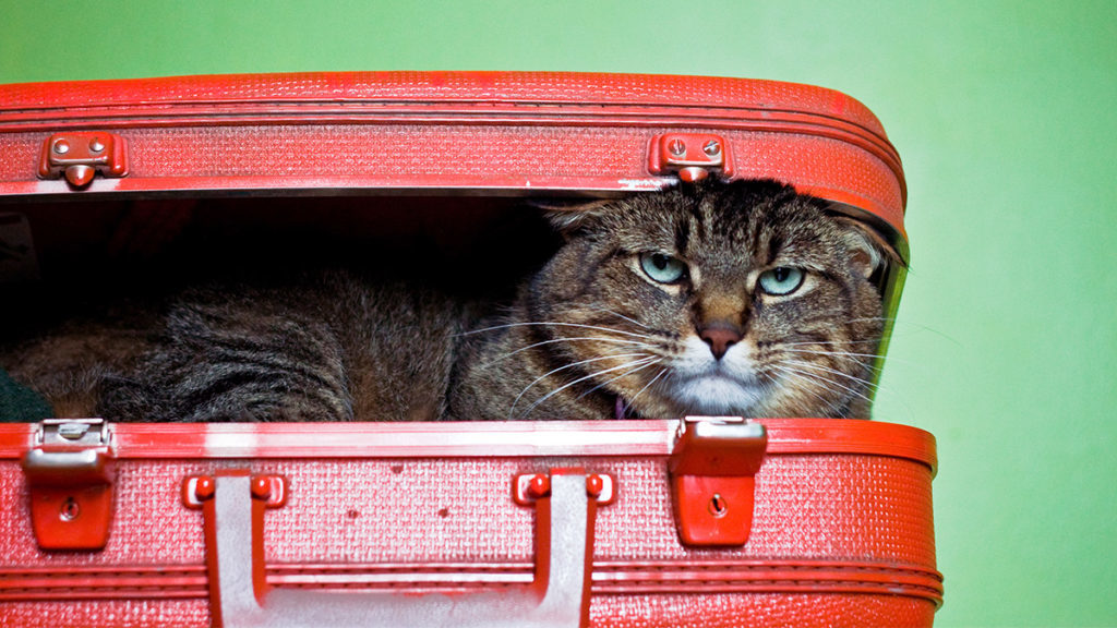 cat inside of a red suitcase