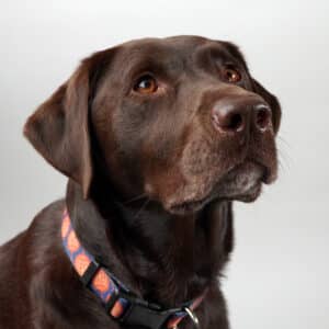 headshot of dog named rosalie