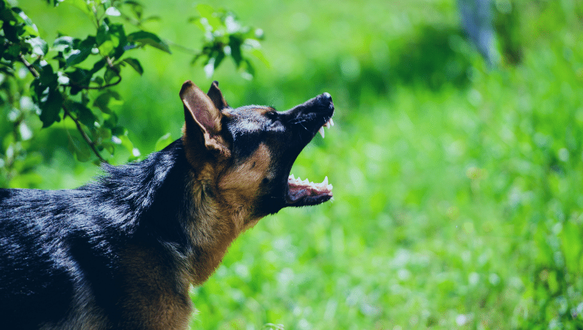 Dog Attack third-party claim