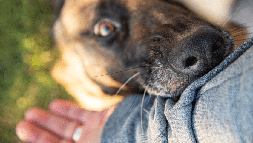 Dog Attack Compensation